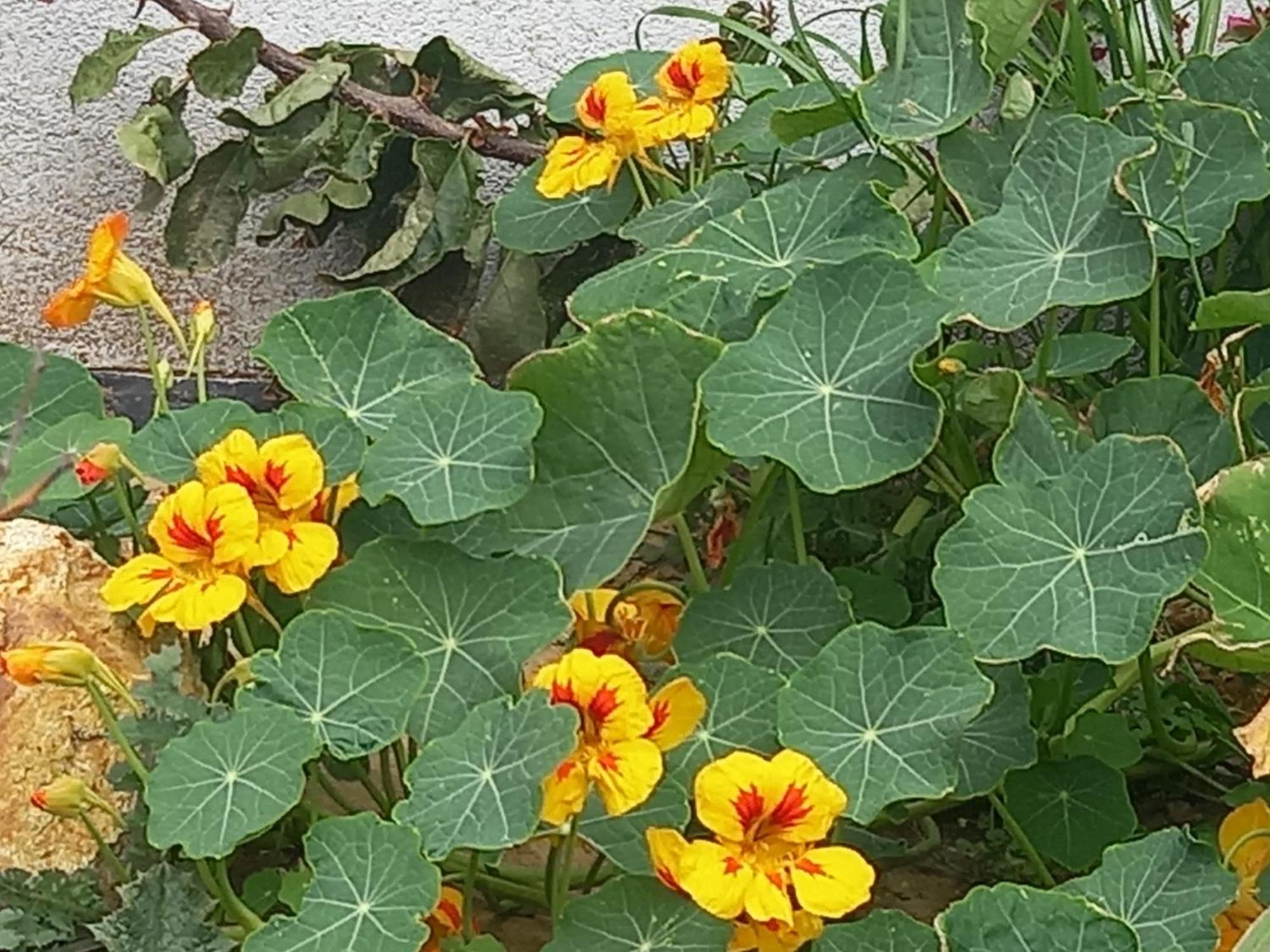 Acra Melia Daire PalaiónTsiflíkion Dış mekan fotoğraf