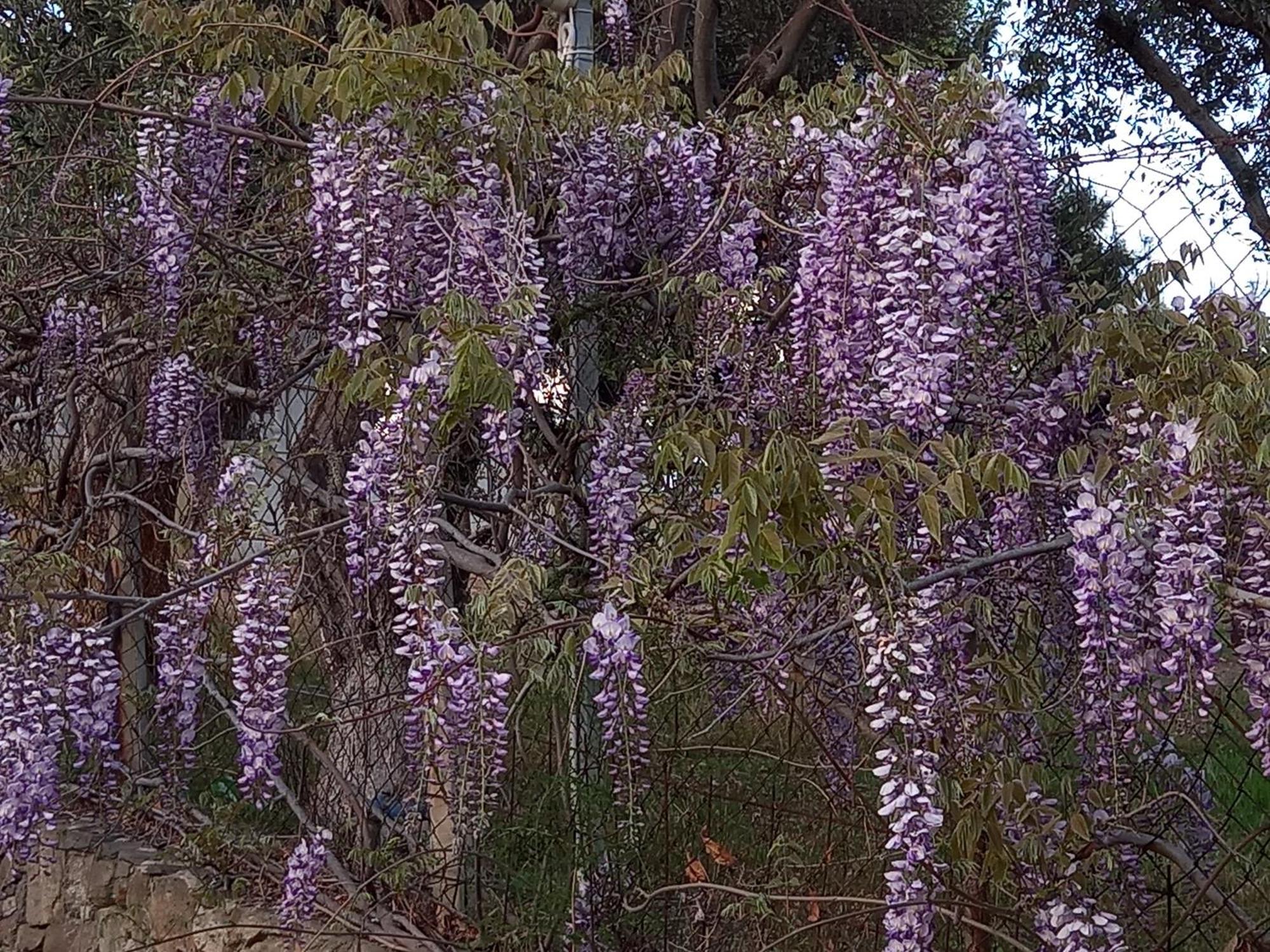 Acra Melia Daire PalaiónTsiflíkion Dış mekan fotoğraf